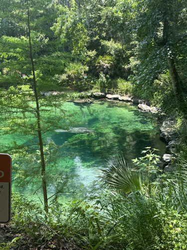 West Indian Manatee