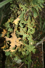 Yarrumia colensoi