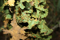 Yarrumia colensoi