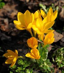 Crocus ancyrensis