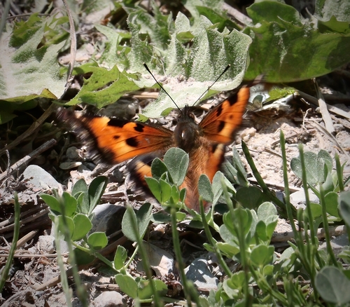 iNaturalist observation photo of California Tortoiseshell