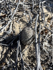 Cochemiea sheldonii