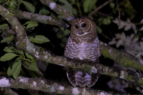 Rusty-barred Owl