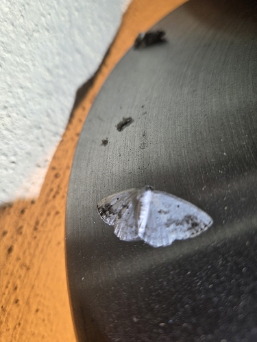 Clouded Silver