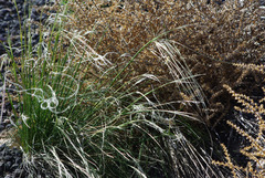 Hesperostipa