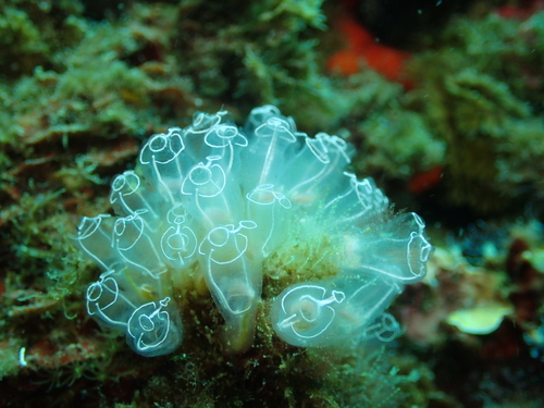 Lightbulb Sea Squirt, Granada, Spanje, photo 8 of 10