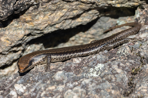 South American Spotted Skink