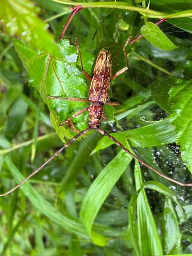 Pseudaeolesthes chrysothrix chrysothrix
