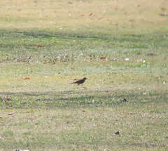 Turdus naumanni