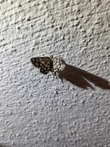 Latticed Heath