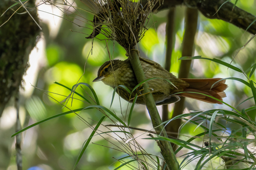 Buff-browed Foliage-gleaner