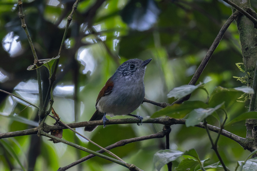 Rufous-backed Antvireo