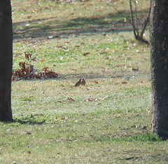 Turdus naumanni