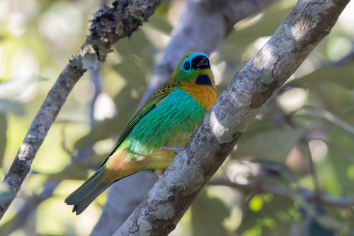 Brassy-breasted Tanager