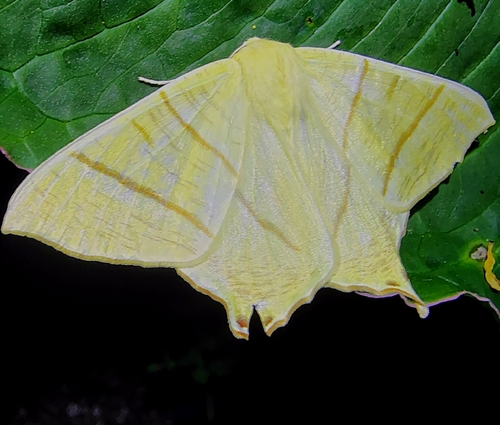 Swallow-tailed Moth