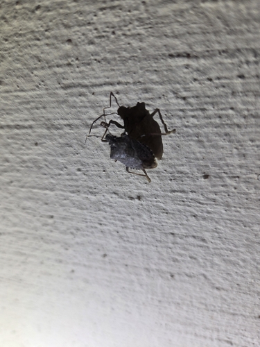 Brown Marmorated Stink Bug