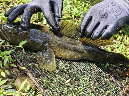 Bigmouth sleeper (Gobiomorus dormitor) — Eleotridae — 3