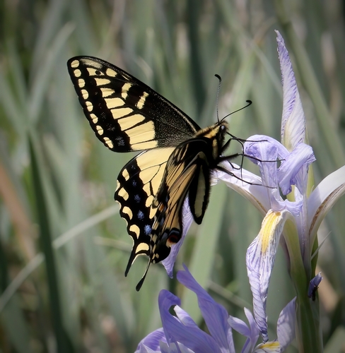iNaturalist observation photo of Anise Swallowtail