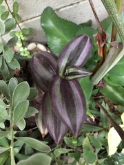 Tradescantia zebrina