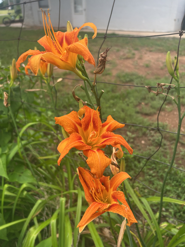 orange day-lily