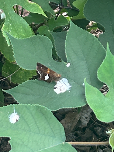 Silver-spotted Skipper