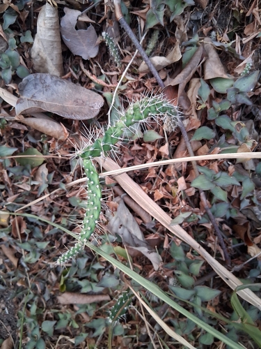 Opuntia repens, photograph 5