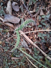 author not stated, no rights reserved Opuntia repens, photograph author not stated, no rights reserved