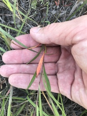 Oenothera berlandieri pinifolia
