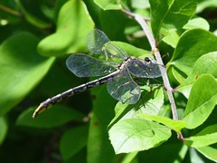 Phanogomphus militaris