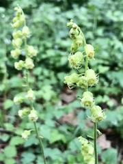 Tellima