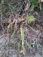 Selenicereus triangularis