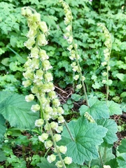 Tellima