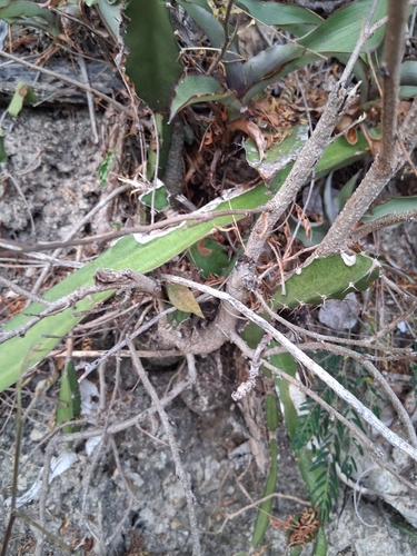 Selenicereus triangularis, photograph 2