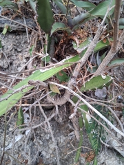 author not stated, no rights reserved Selenicereus triangularis, photograph author not stated, no rights reserved