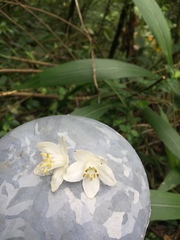 Alniphyllum pterospermum