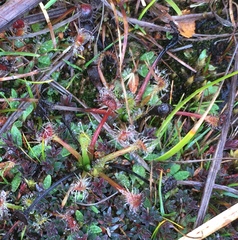 Drosera stenopetala
