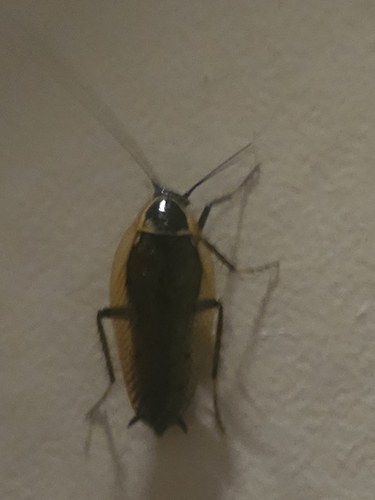 Forest Cockroach, 3881 SE Putten, Netherlands, photo 8 of 10