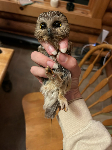 Northern Saw-whet Owl photographed in Wisconsin