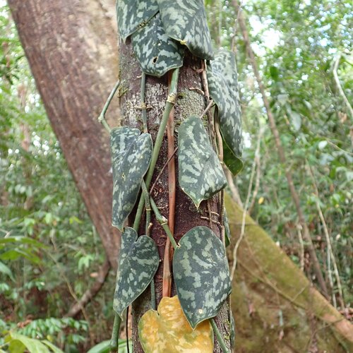 Foto de Jiboia