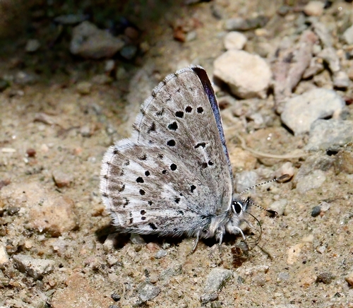 iNaturalist observation photo of Arrowhead Blue