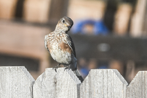 Eastern Bluebird photographed in Oklahoma