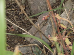 Stenocercus guentheri