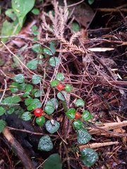 Nertera dichondrifolia