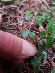 Nertera dichondrifolia
