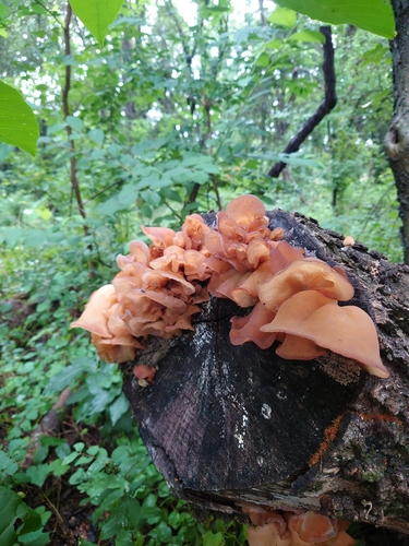 Jelly Tree Ear
