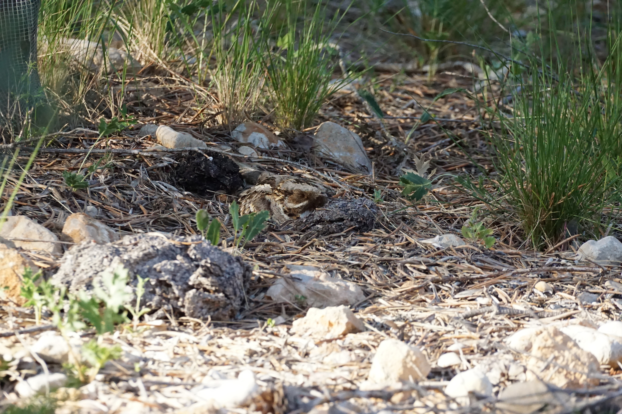 Red-necked Nightjar (Caprimulgus ruficollis), photo 2