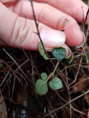 Nertera dichondrifolia