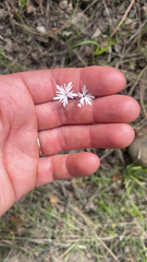Lithophragma parviflorum, photograph (c) Maddie Edmonds, some rights reserved (CC BY)