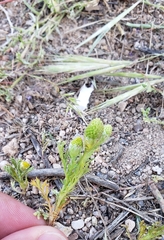 Matricaria discoidea