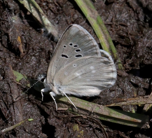 iNaturalist observation photo of Boisduval's Blue